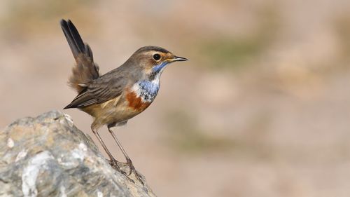 Close-up of bird perching on branch