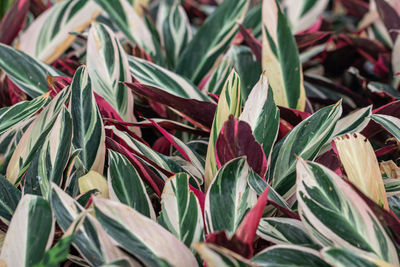 High angle view of succulent plant leaves