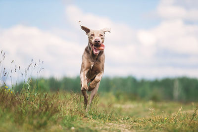 Portrait of dog running on field