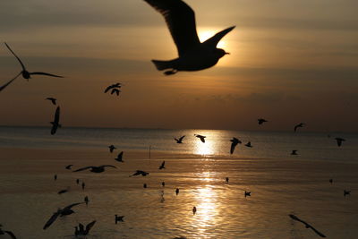 Seagulls flying over sea against sky during sunset