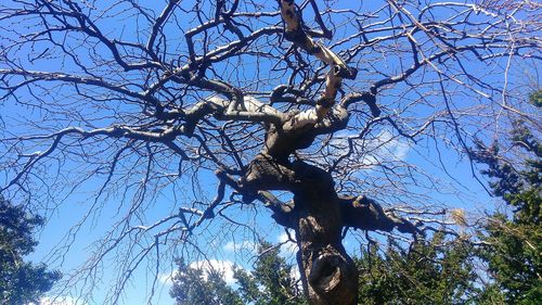 Low angle view of bare tree against sky