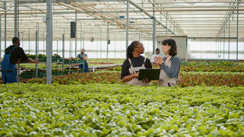 People working in greenhouse