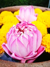 Close-up of pink flowers