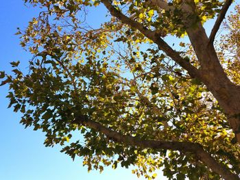 Low angle view of tree against clear blue sky