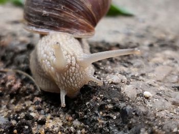 Close-up of snail