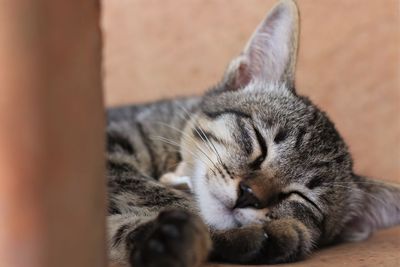 Close-up of a cat sleeping