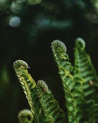 Close-up of fern leaves