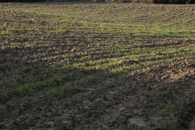 Scenic view of field