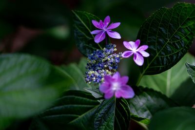 Close-up of purple flowering plant