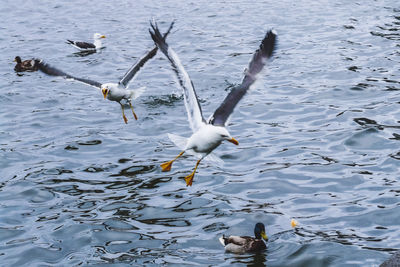 Seagulls flying over lake