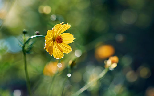 Close-up of yellow flower blooming outdoors