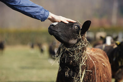 Hand of farmer stroking cute sheep against herd on pasture. organic farm in countryside. 