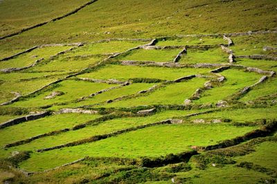 High angle view of grassy field