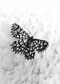 Close-up of butterfly