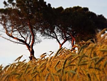 Low angle view of trees against sky