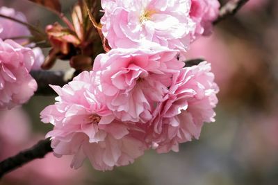 Close-up of pink flowers