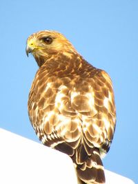 Low angle view of coopers hawk against clear blue sky