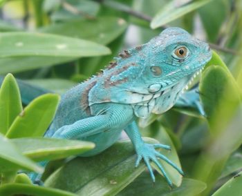 Close-up of a lizard