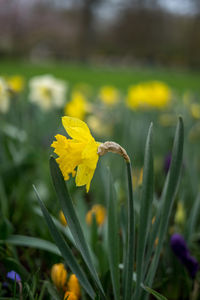 Close-up of yellow flowering plant on field