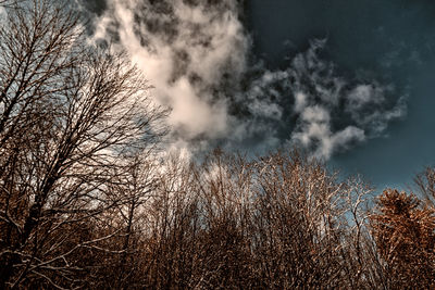 Low angle view of bare trees against sky