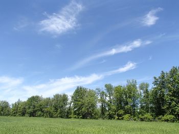 Trees growing on field against sky