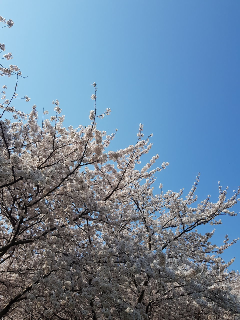 LOW ANGLE VIEW OF CHERRY BLOSSOM AGAINST CLEAR BLUE SKY