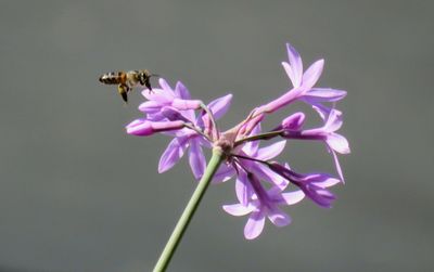 Close-up of bee pollinating on pink flower