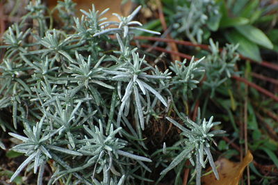 Close-up of fresh potted plants