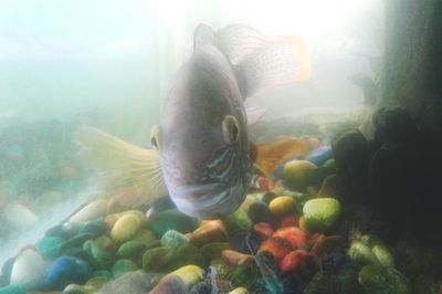 Close-up of fish swimming in aquarium