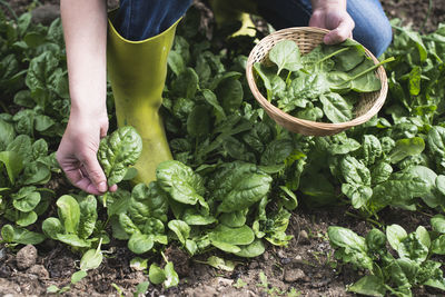 Midsection of person holding leaf