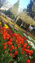 Colorful flowers blooming outdoors