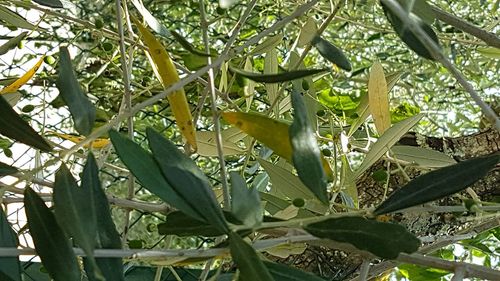 Plants growing on tree trunk