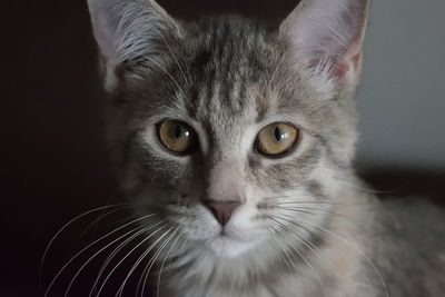 Close-up portrait of tabby cat against black background