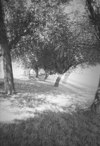 Trees on landscape