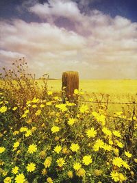 Scenic view of field against cloudy sky