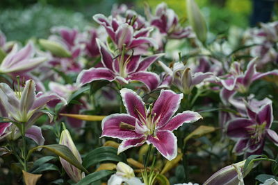 Close-up of pink flowering plant