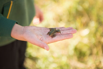 Close-up of hand holding frog