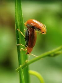 Close-up of insect on plant