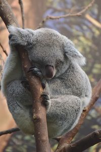 Close-up of animal sleeping on branch