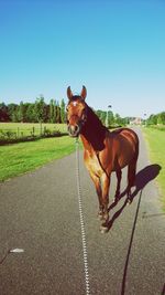 Horse on field by road against clear sky