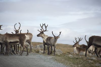 Reindeer on road