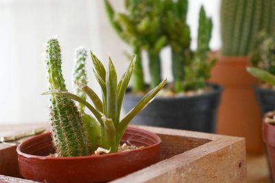 Close-up of potted plant