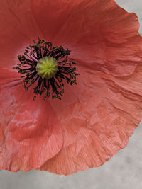 Close-up of red hibiscus flower