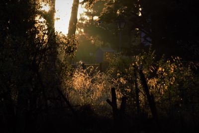 Silhouette trees by plants at sunset