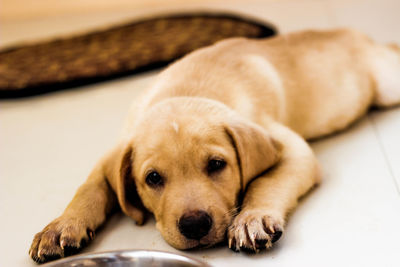 Close-up of dog lying down