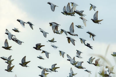 Low angle view of pigeons flying