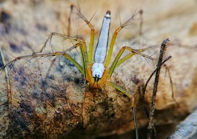 Close-up of insect