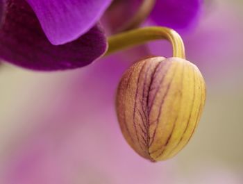 Close-up of pink rose flower