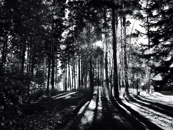Road passing through forest