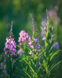 Chamaenerion angustifolium closeup.